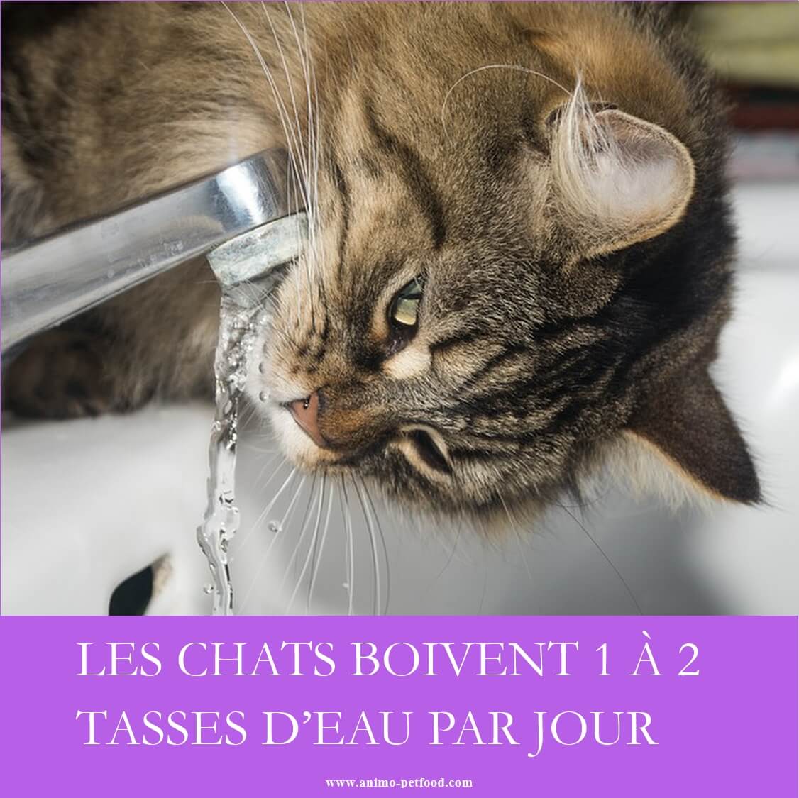 Symptômes et causes de déshydratation chez le chat: quelle quantité d'eau 